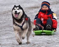 世界上最厉害的狗王是什么狗土佐犬令人胆寒的土佐犬