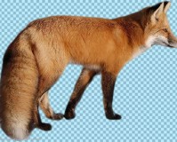 （李向东）狐狸真的有可能通过修炼成精吗？