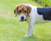 秦皇岛市养犬重点管理区禁养烈性犬品种名录和大型犬标准通告