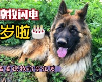 大山在为爱犬的逝去而伤心欲绝，却深深为七星神犬的勇猛彪悍所折服