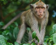 （生活小知识）猴子的主要特征和特点和外部特征