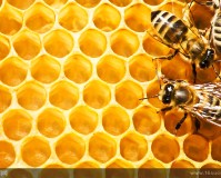 夏天蜜蜂在箱内结团是什么原因？