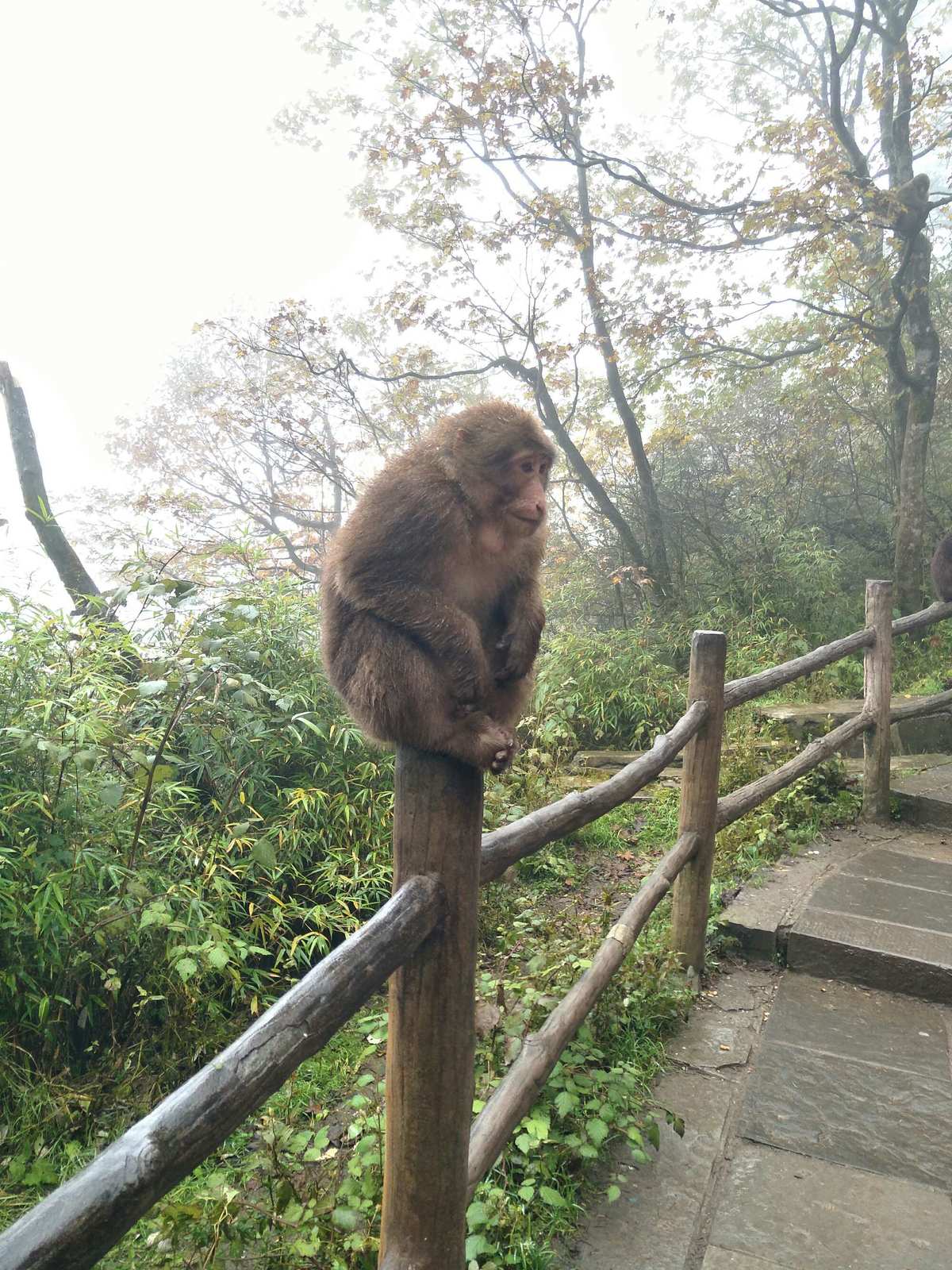 爬峨眉山需要注意的事项有哪些呢？带好紧急药品，万一受伤生病