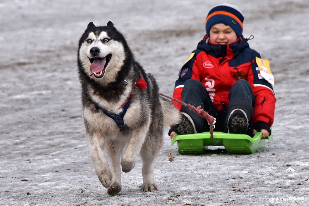 世界上最厉害的狗王是什么狗土佐犬令人胆寒的土佐犬